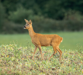 portrait d'une belle petite chevrette un soir d'été dans un champ