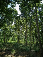 a wooded area with lots of tall trees and bushes growing on the other side