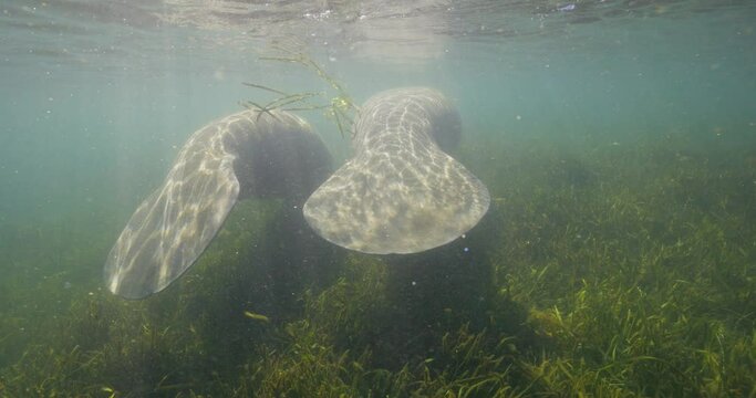 Two underwater manatee tails amongst green seaweed