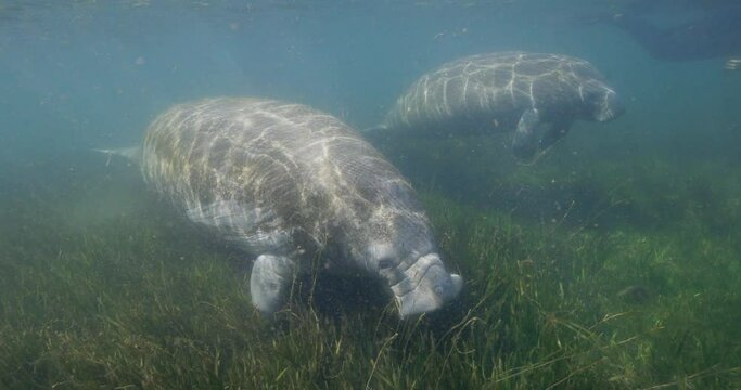 manatee and baby calf swimming toward camera along seaweed grass bed