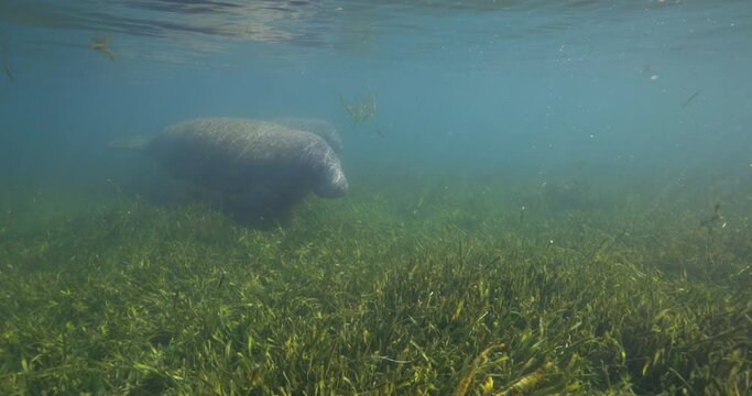 Manatee swim past along green seaweed bottom