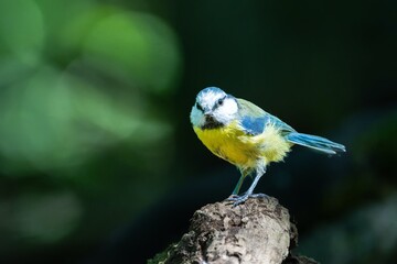 A blue and yellow bird sitting on top of a tree stump
