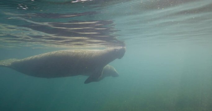 adult and baby calf manatees swimming on water surface sun ripples