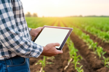 A farmer stands beside a farm field using digital tablet with blank white desktop screen. Smart farming and digital agriculture. Technology agriculture farming concept. 
