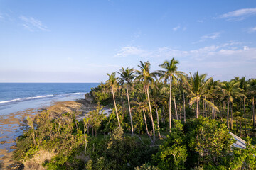 aerial view of palm trees on the beach