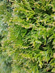 green moss background