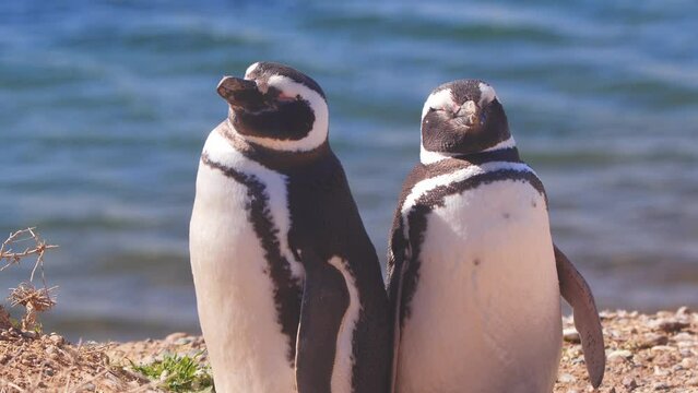 Penguin Pair sanding back to back as if having a family indifference looking opposite side