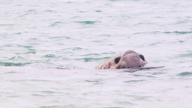 View of Elephant Seal Male partially submerged with his head up vibrating the water and making bubbles in water slow motion