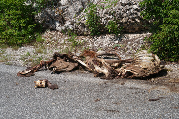 Remains of a wolf meal along the road Provinciale Amiternina, Lazio, Italy