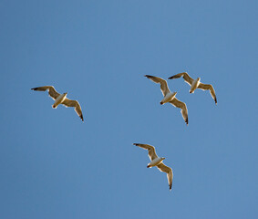 seagull birds against the blue sky.