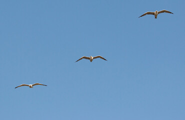 seagull birds against the blue sky.
