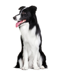 Border Collie, dog, smile, sitting on a white background, isolate