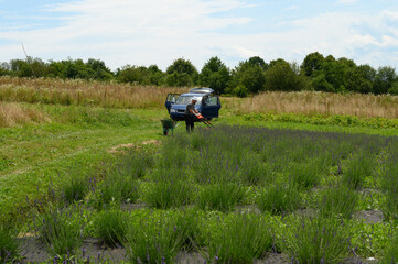 Caring for a lavender field, a man mows the grass with an electric lawnmower.