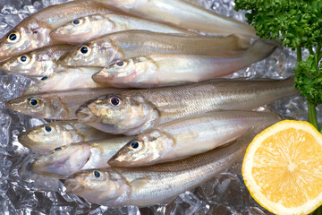 シロギス-Sillago japonica