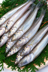 シロギス-Sillago japonica