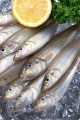 シロギス-Sillago japonica