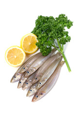 シロギス-Sillago japonica