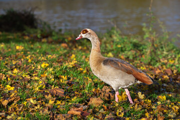 Full-lenght portrait of an adult Egyptian goose (Alopochen aegyptiaca) in a meadow covered with colorful autumn foliage