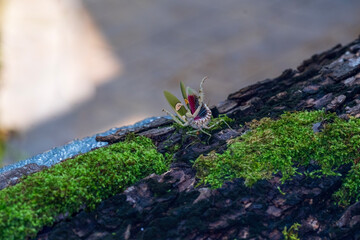 Flower mantis Defense. The praying mantis was standing on a mossy log. Thailand.