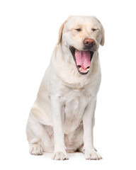 Labrador, dog, yawning, smiling, sitting on a white background, isolate