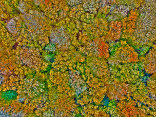 Aerial topshot from trees in fall in the Netherlands Europe