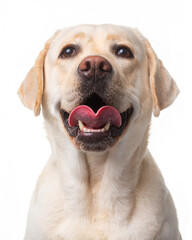Labrador, dog, smile, portrait on a white background, isolate