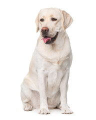 Labrador, dog, looking to the side, smiling, sitting on a white background, isolate