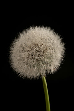 Blow ball of dandelion flower isolated on black background
