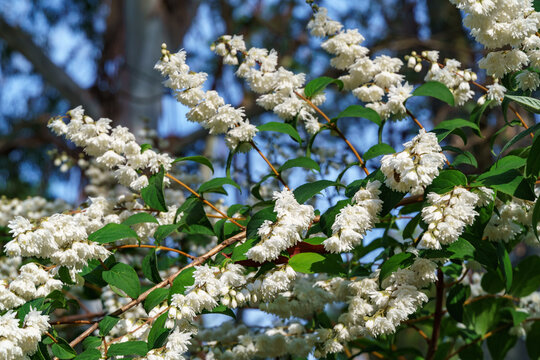 Flowering white Fuzzy Deutzia, Deutzia scabra in summer garden. White flowers deutzia crenata or Japanese snow flower in landscaped ornamental garden. Flower landscape for nature wallpaper