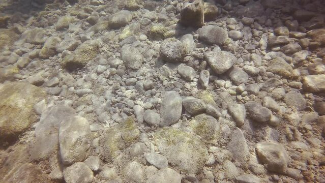 Rocky seabed covered with brown algae, Underwater seascape, Mediterranean Sea, Slow motion, Сamera moving forwards