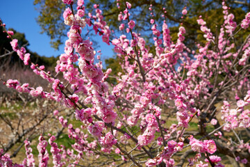 ピンクの花が満開な梅の木