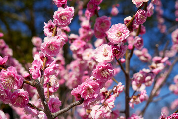 ピンクの梅の花のクローズアップ