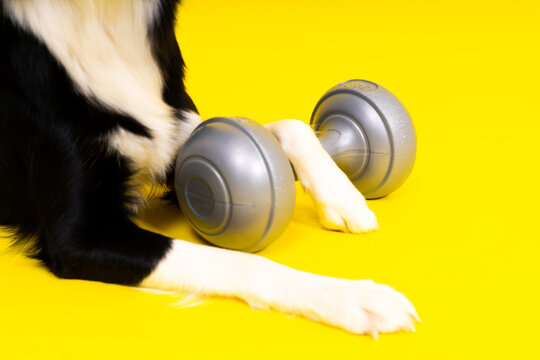 Border collie dog with dumbbell shape apporte training object isolated