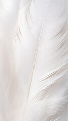 a white feather, white texture background