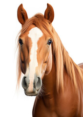Horse looking straight at the camera - obrazy, fototapety, plakaty