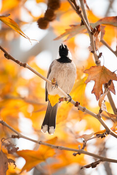 A photo of a Persian white-eared nightingale sitting on an autumn tree.