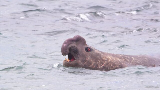 Closeup of the Beach Master Dominant Male Elephant Seal calling from the water in slow motion as the waves flow by