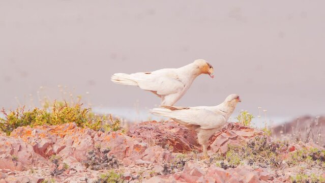 One of the White Crested Caracara pecks the other to move and its jumps and lands on the lower side
