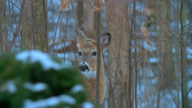Hunting Season Deer Winter Snow Cabellas Ruger Gun 4K