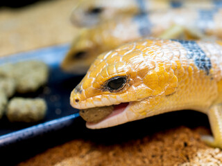 ピーターズバンデッドスキンク