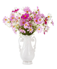 Cosmos flowers in a white vase isolated