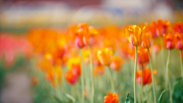 Holland Tulips Flowers Festival Springtime Authentic Traditional Dutch Culture 4K