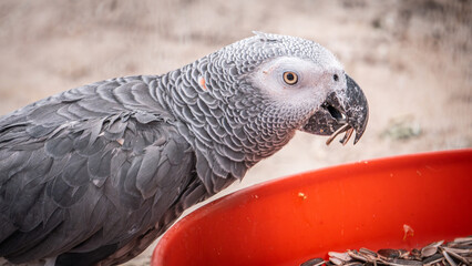 Cute gray parrot in the zoo.