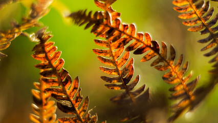 Macro de feuilles de fougère, dans la forêt des Landes de Gascogne