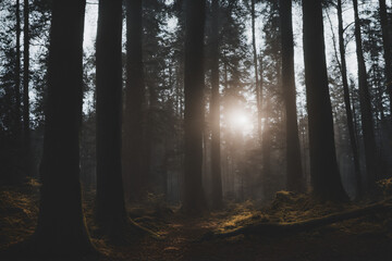 Fototapeta premium A view of the forest full of trees and an eerie atmosphere in the evening