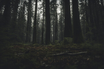 Obraz premium A view of the forest full of trees and an eerie atmosphere in the evening