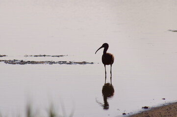Glossy ibis in the last rays of the sun of the last summer days
