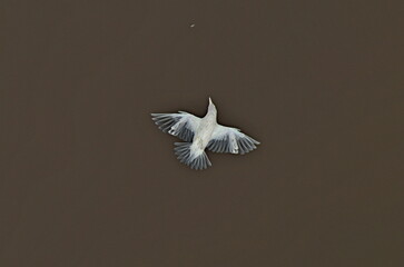 Negative of a starling flying and foraging