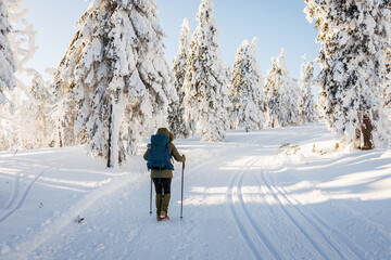 Woman with backpack and hiking poles walks on trekking trail in snowy forest. Winter nordic walking...