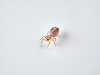 small jumping spider on a white background